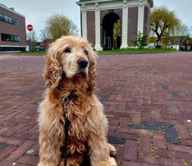 Abdij Apartment | De Koepoort: Pet-Friendly Retreat with a 9/10 Guest Rating
