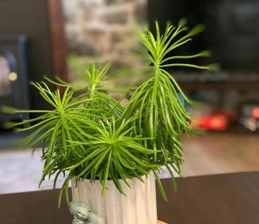 Dartmoor Forest Apartment | Delightful Dartmoor Apartment