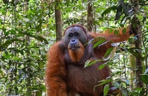 Bukit Lawang Hotel | Dendi guest house & orang utan explore