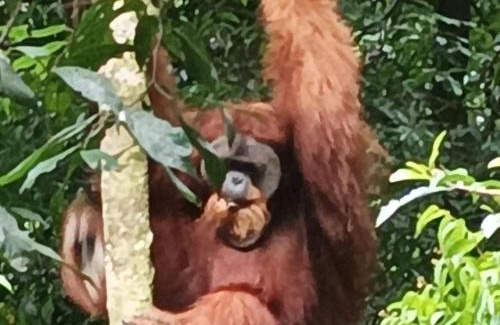 Bukit Lawang Hotel | Dendi guest house & orang utan explore