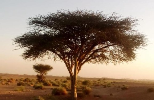 M'Hamid El Ghizlane Other | Pet-Friendly Haven at Desert Camp M'hamid for Families