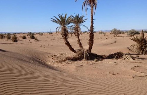 M'Hamid El Ghizlane Other | Pet-Friendly Haven at Desert Camp M'hamid for Families
