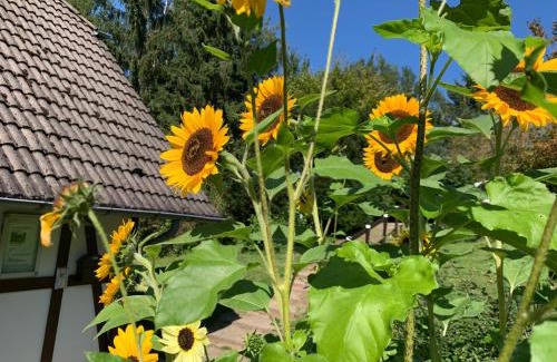 Feriendorf Frankenau House | Charming Kleine Ferienvilla in Frankenau with Ocean View