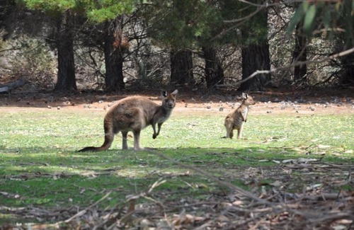 McDonald Cabin | Discover Discovery Parks - Kangaroo Island: Top-Rated Family Stay