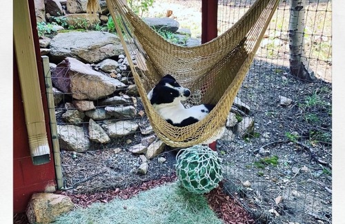 Coal Creek Canyon House | Dog Heaven/Unique mountain home for artists, creators or tech start ups.