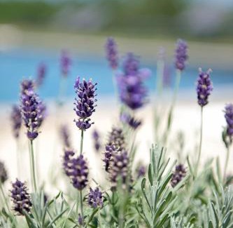 Montdoumerc Bed & Breakfast | Experience Domaine de L'Isle Basse: Rated 9.5/10 with Ocean Views