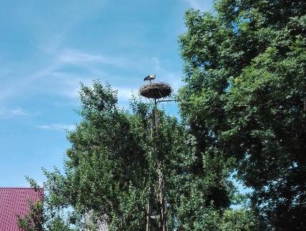 gmina Radziłow Cabin | Cozy Domek Blisko Biebrzy: Pet-Friendly Retreat Awaits