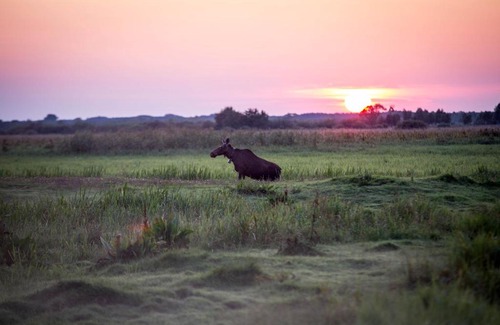 gmina Radziłow Cabin | Cozy Domek Blisko Biebrzy: Pet-Friendly Retreat Awaits
