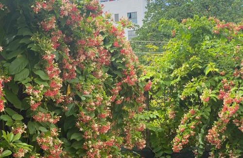 Vinh Hai Bed & Breakfast | Discover Domino Garden House: Perfect for Families & Pets