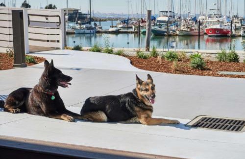 Berkeley Hotel | Pet-Friendly Retreat at DoubleTree by Hilton Berkeley Marina