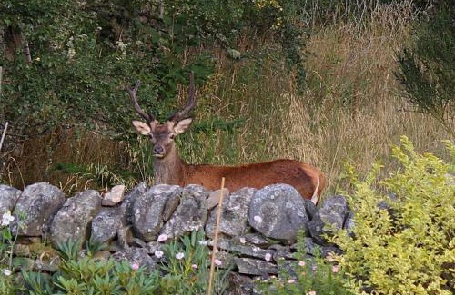 Kingussie House | Drumguish Cottage: Family and Pet-Friendly Retreat