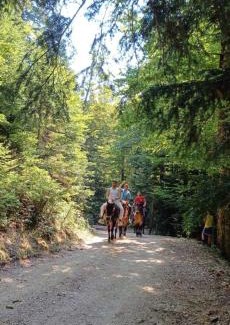 Kolasin Municipality Cabin | Pet-Friendly Retreat at Dulović - KATUN POTOCI, Rated 10/10