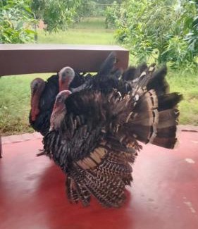 Jhargram Resort | Pet-Friendly Dulung Bari Resort by Six Seasons Celebrations