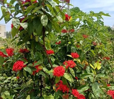 Mysore House | Dwaraka Nature Home Stay