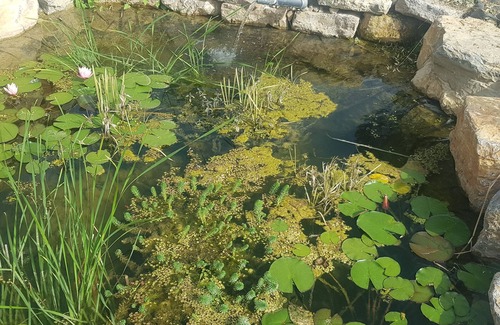 Flayosc Cottage | Eco-Friendly Gite with Natural Pool and Family Amenities
