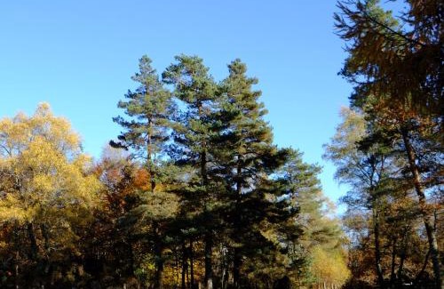 Saint-Yrieix-le-Dejalat Hotel | Pet-Friendly Ecoparc Des Monédières with Great Amenities