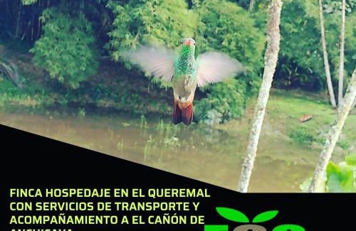 Dagua House | Discover Ecopolis Finca: A Pet-Friendly Retreat