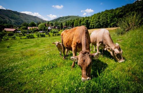 Ilsenburg Apartment | Family-Friendly Retreat at Eggert Alm Apartments