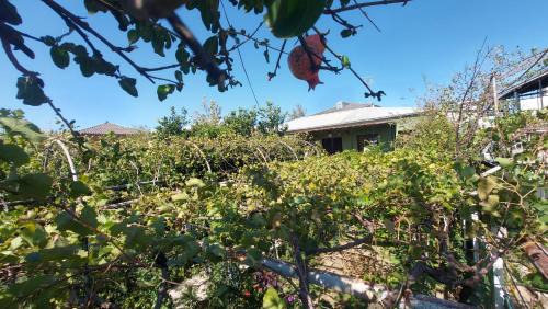 Kutaisi House | Discover Eleven Guest House: Rated 9.7, Pet-Friendly Retreat