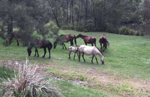 Tabulam Other | Cozy Emu Creek Retreat: Family-Friendly with Breakfast & Fireplace