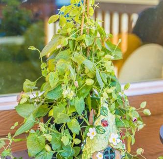 Forks House | Enchanted Rainforest Tiny Home Retreat #25