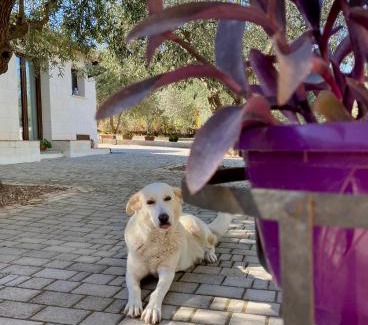 Cammarata House | Discover Equiturismo San Lorenzo - Villa KAMARA, Rated 10/10