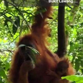 Bukit Lawang Hotel | Relaxing EcoResort at ETALAUSER Jungle Gate in Bukit Lawang