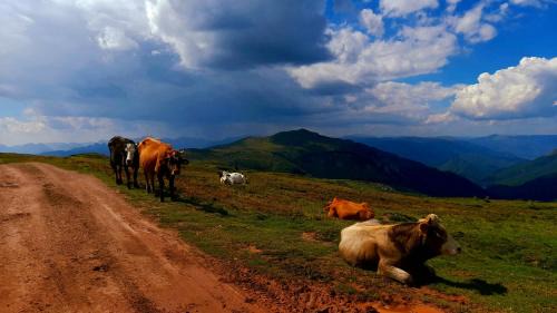 Mojkovac House | Discover ECO ViLLAGE CORIC: Rated 9.6, Pet Friendly Stay