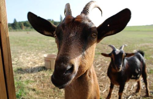 Cendrieux House | Escape to the Farm with Oceanfront Views and Family Fun!