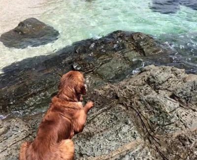 Laiya Villa | Exclusive Whole Resort Booking Beachfront with Pool San Juan Batangas