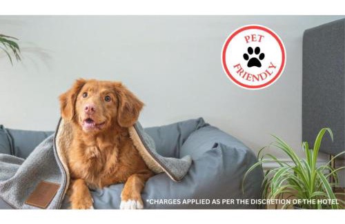 Kilgore Hotel | Pet-Friendly Comfort at Executive Inn Kilgore