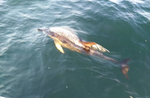 Noirmoutier Island Boat Rental | Experience the Falbala Liveaboard Catamaran Adventure