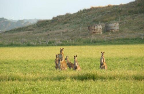 Venus Bay House | Far View: Pet Friendly Retreat with Free Wifi & Great Reviews