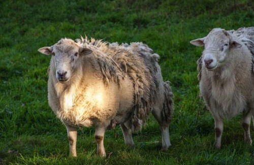 Pukehangi House | Farm Homestead just 10min from the City