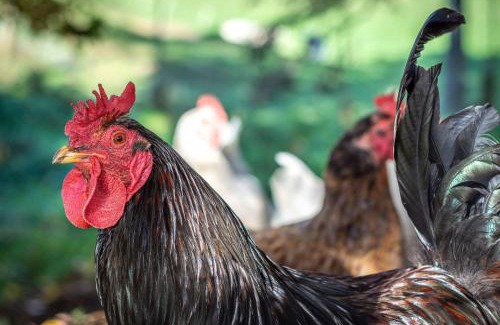 Pukehangi House | Farm Homestead just 10min from the City