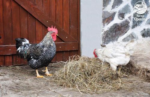 Valaska Bela House | Pet-Friendly Farma Opačitá - Guest Rated 9.9/10
