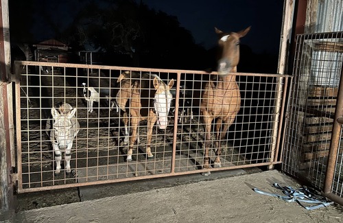 Belton Apartment | Farmhouse Studio The Tackroom-animals and a pool!