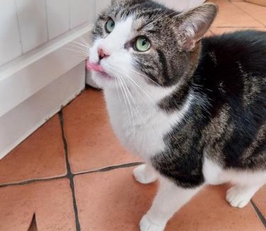 Kiltegan Bed & Breakfast | Felicity Cottage: Guest Rated 9.9 & Pet Friendly Retreat