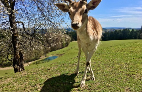 Presseck Apartment | Pet-Friendly Ferienappartements Rausch - Rated 8.8/10!