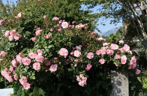Koblach Apartment | Pet-Friendly Ferienwohnung am Rhein with Ocean Views