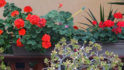 Gebesee Apartment | Comfortable Getaway near Erfurt with Breakfast Included