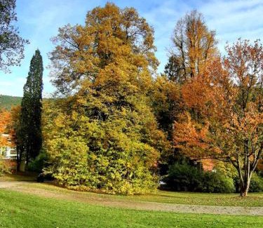 Bad Wildbad Apartment | Relaxing Forest Retreat with Pet-Friendly Amenities