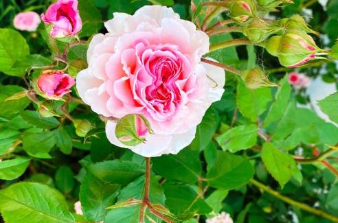 Apetlon Apartment | Ferienwohnung Josef Kracher