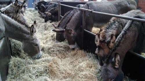 Frasnes-lez-Buissenal House | Family-Friendly Retreat at Ferme du Charme with Top Amenities