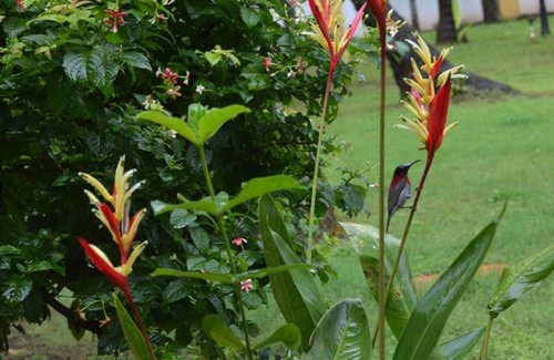 Majorda Apartment | Serene Fern Holly: Ideal Spot for Ayurveda & Yoga Retreats