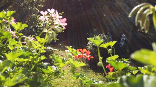 Bad Bevensen Apartment | Discover Aurelia: Pet-Friendly Hotel with Breakfast Included