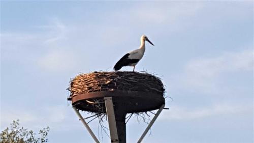 Kollmar Apartment | Oceanfront Haven: Fewo Storchennest with 9.2/10 Rating