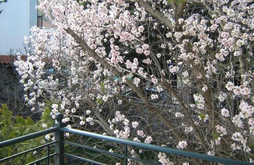Levidi Apartment | Filoxenia: Pet and Child Friendly with Top Guest Ratings