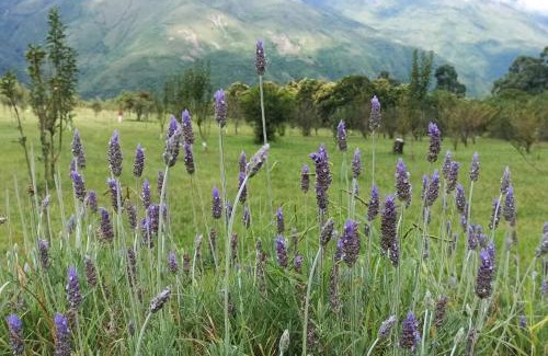 Volcan Villa | Pet-Friendly Finca de Barcena: Rated 9.5 by Guests