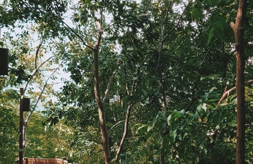 Playa La Redonda Resort | Tranquil Forest View Tree House Studio at Aqua Wellness Resort
